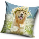Dekorační polštář Zlatý retrívr