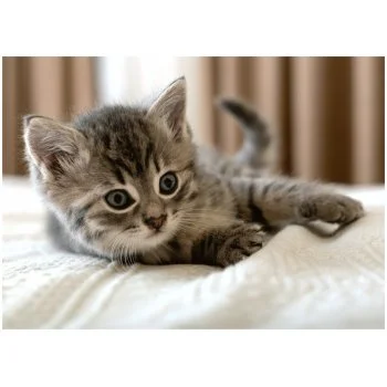 Fleecová deka Koťátko