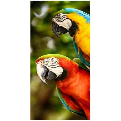 Bavlněná plážová osuška Barevní papoušci Ara